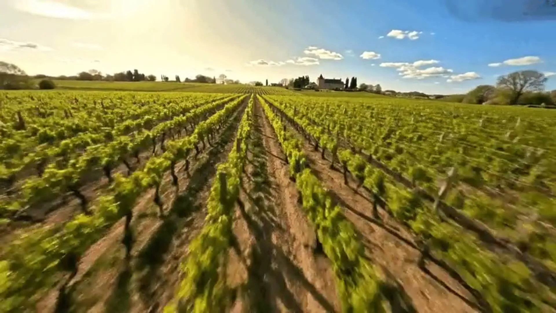 Vignoble vu par drone — VITEEGO cartographie aérienne