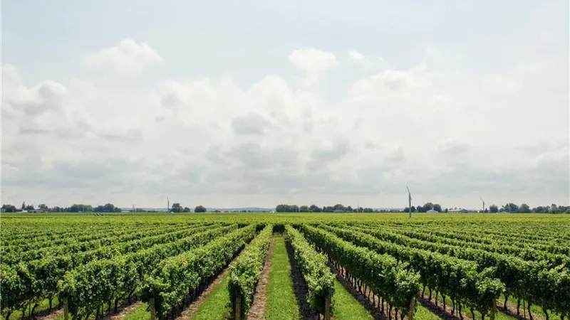 Vue aérienne par drone d'un vignoble — solutions VITEEGO