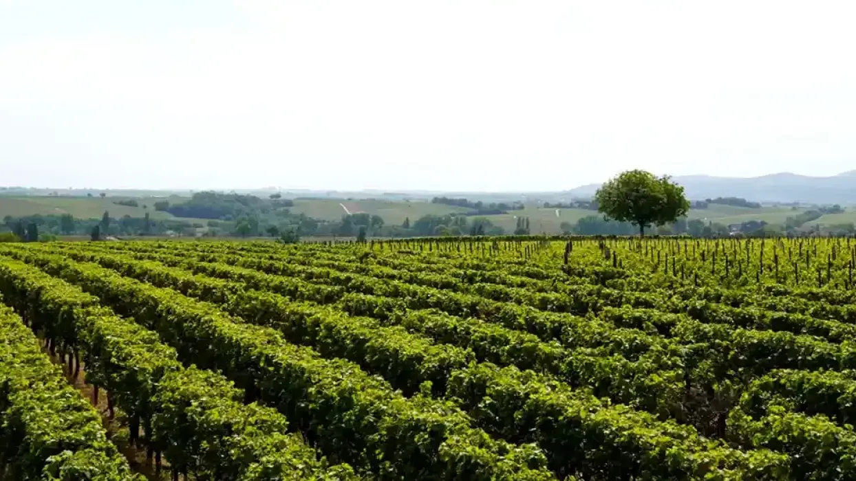 Vignoble vue par drone — démarche raisonnée VITEEGO pour une viticulture durable