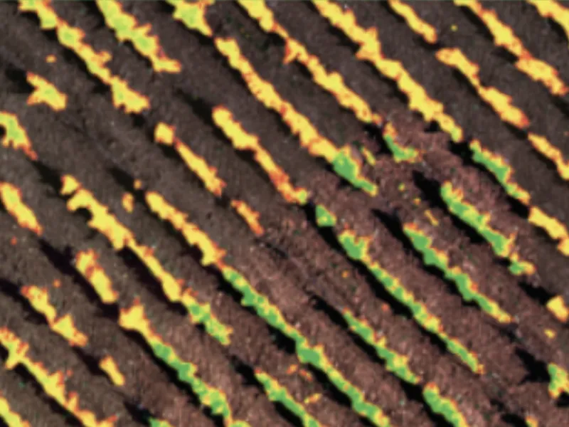 Analyse de vigueur foliaire